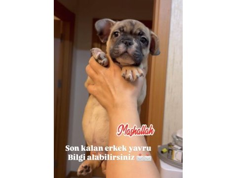 Son erkek french bulldog