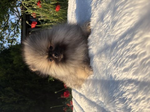 Pomeranian boo ayı surat