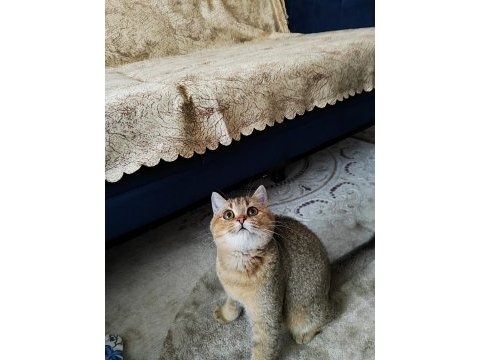 Golden british shorthair