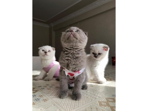 2 aylığını doldurmuş scottish fold, blue point yavrular