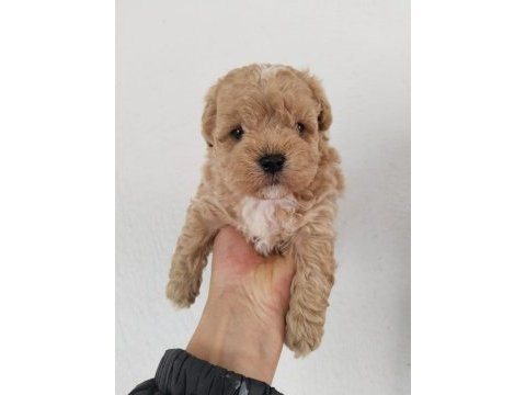 Küt burun a kalite maltipoo bebekler
