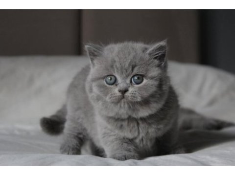 Gümüş mucize gri british shorthair