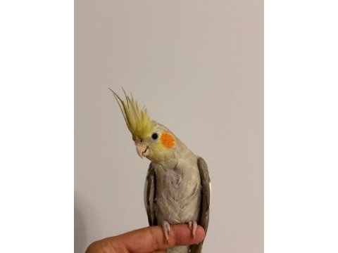 Yavrudan yetiştirme 55 günlük sultan papağanı