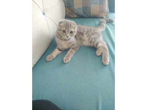 İki kardes dişi erkek