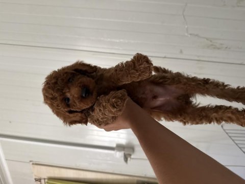 Toy poodle yavrumuz 2 aylık