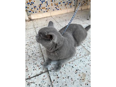 Acil 5 yaşında kedimiz