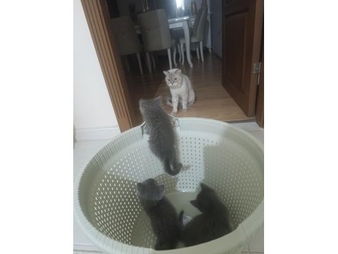 Sevimli british shorthair kardeş bebekler
