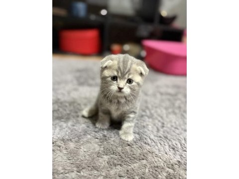 Sevimli scottish fold kardeşler yeni yuvalarını arıyor