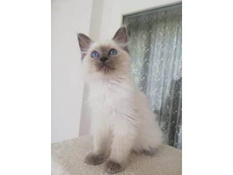 Safkan erkek ragdoll