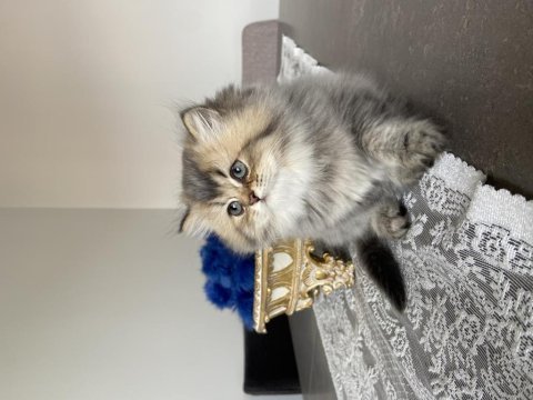 British longhair 2 aylık dişi