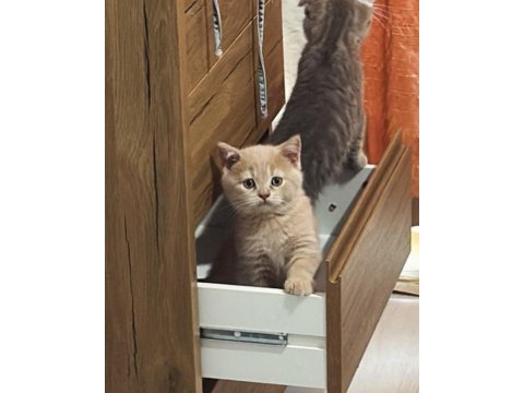 Tatlı bebek kediler