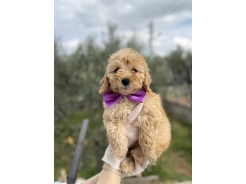 Orijinal dişi brown toy poodle