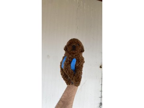Red brown şecereli toy poodle yavrular