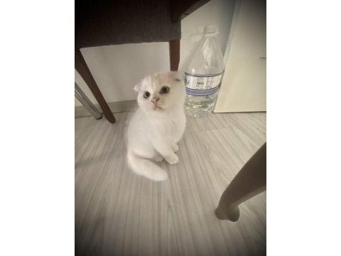 Son kalan scottish fold yavrum 65 günlük uygun