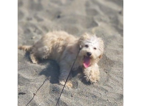 Mia ya yuva arıyoruz maltipoo