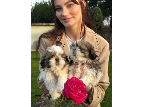 Çok sevimli shih-tzu