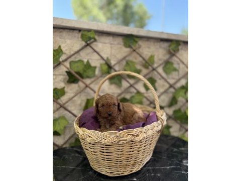 Show kalite poodle yavrularımız sizleri bekliyor