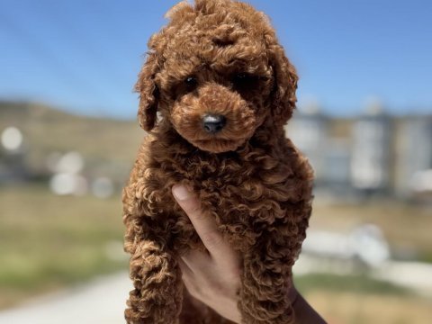 Petmode köpek çiftliğinden toy poodle yavrularımız