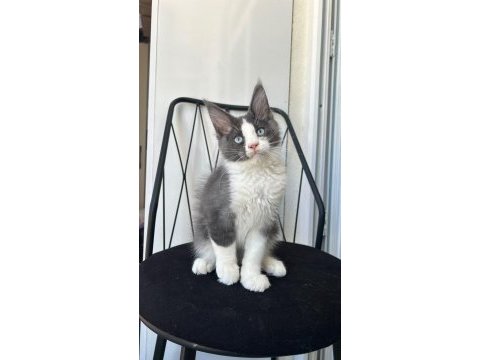 Mavi gözlü dev adam maine coon
