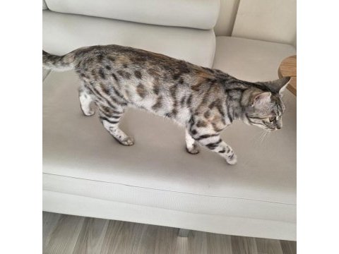 Bengal kedisi