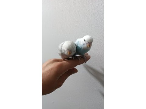 Yeni yeme düşmüş muhabbet kuşu etimesgut