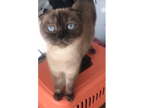 Uygun scottish fold chocolate point kızımız