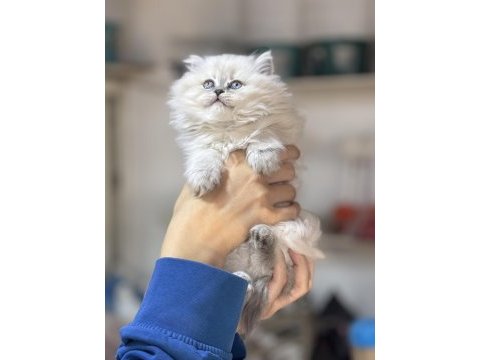 Üst kalite dişi british longhair yavrumuz kartopu