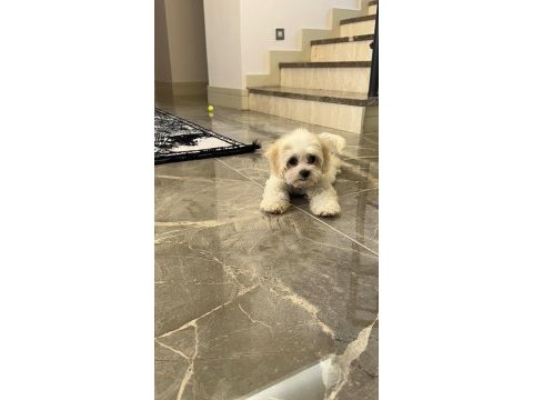 0-4 aylık maltese terrier