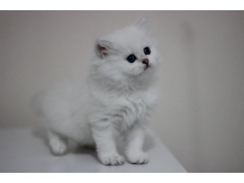 British longhair safkan