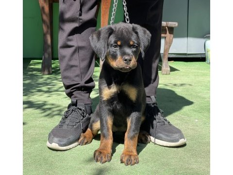 Şampiyon rottweiler yavruları