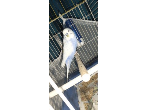 Erkek muhabbet kuşu bulunur evde bakılmış