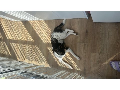 Aşırı oyuncu bebiş köpeğimiz