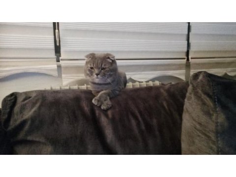 Scottish fold sırrı bey