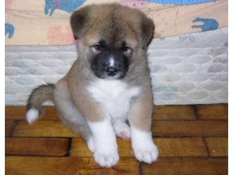 Akita bebeklerim yeni yuvaya hazır