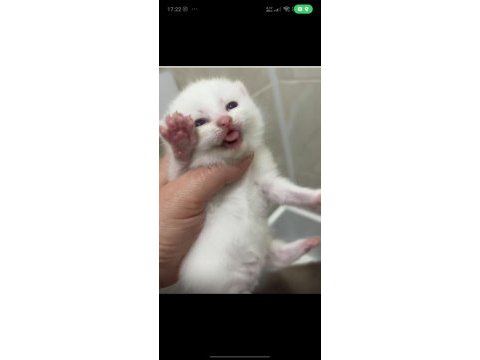 Dünya tatlısı scottish fold ve british yavrularım