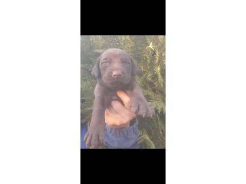 A kalite labrador yavrularım çikolata