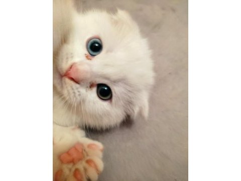 2 aylık scottish fold