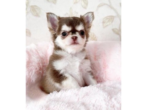 Aşılı karneli teacup chihuahua yavrularımız