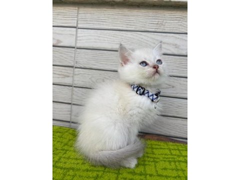 British longhair ve shorthair