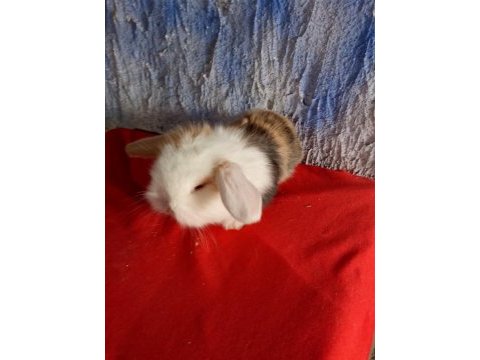 Teddy lop tavşan yavrular mavi göz