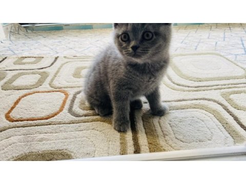 British shorthair
