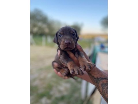 Erkek kızıl doberman yavrular