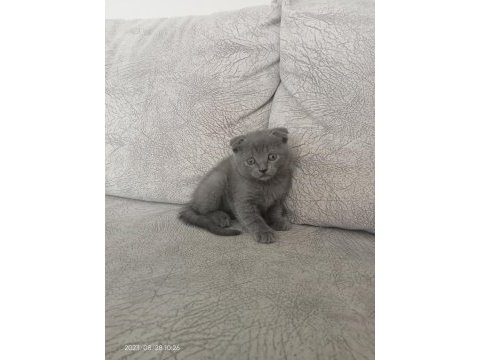 Acil yavru scottish fold