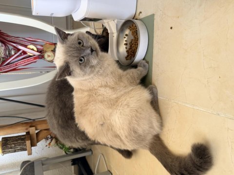 Ücretsiz british shorthair kedimiz