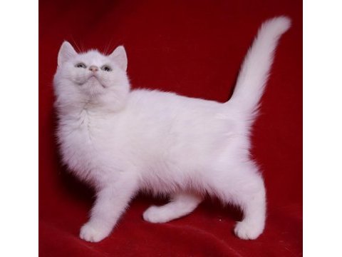 Beyaz scottish yavru kedi