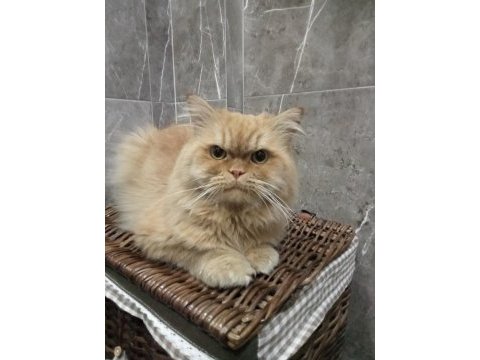 Chinchilla kedime eş arıyorum