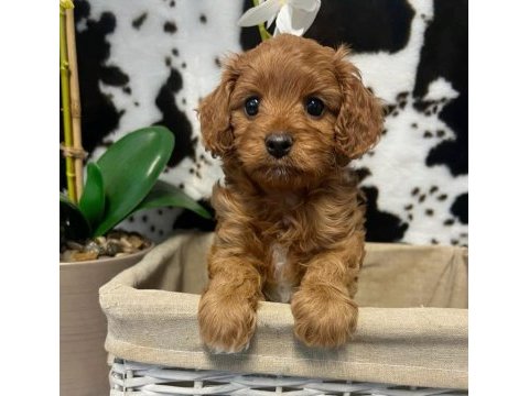 Veteriner kliniğinde teslim maltipoo bebekler