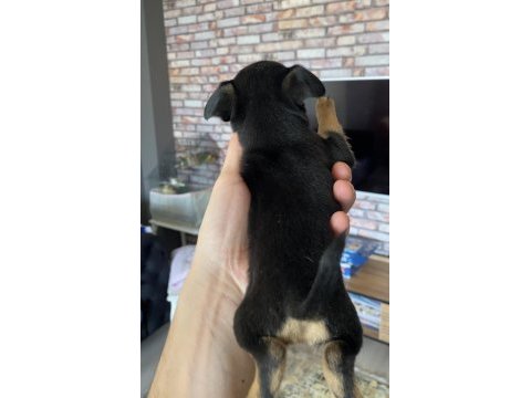 Pinscher varsa daha iyisi o da annesi