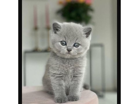 British shorthair kedim