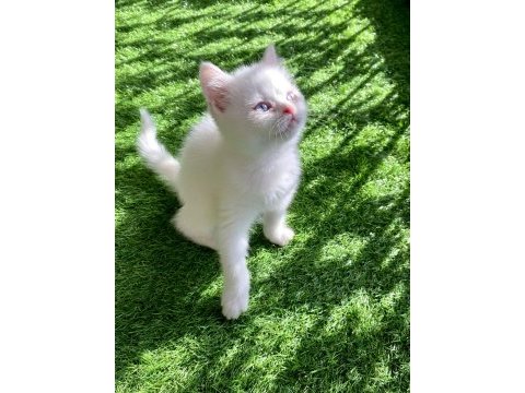 Bembeyaz yavru british shorthair